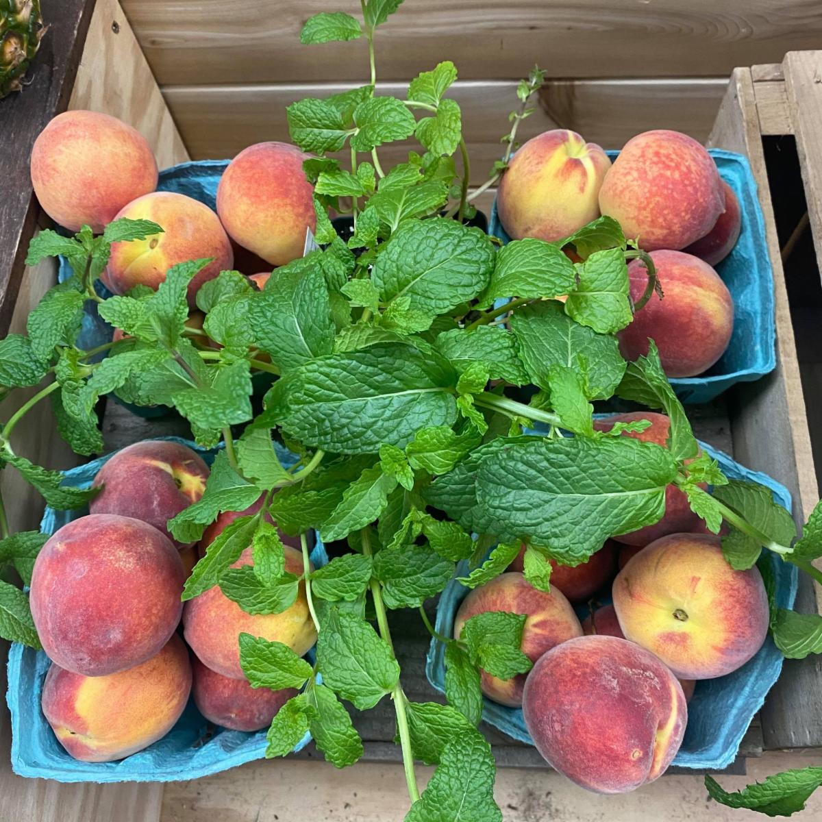 Summer News from Wheelhouse Farm Market