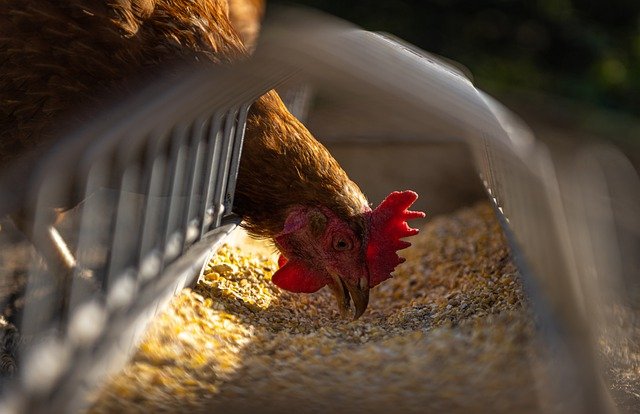 Chicken feeding - unsplash.com