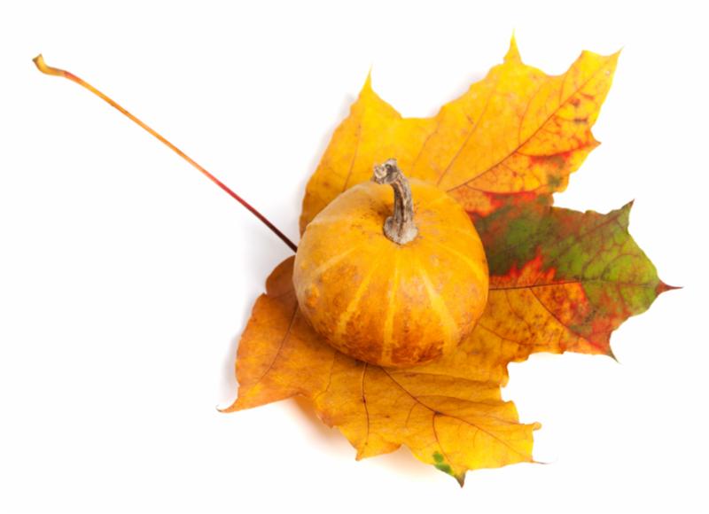 pumpkin_on_a_leaf.jpg