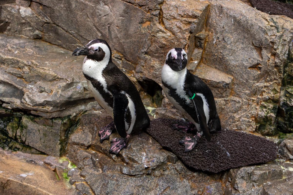 New England Aquarium penguin retirement island