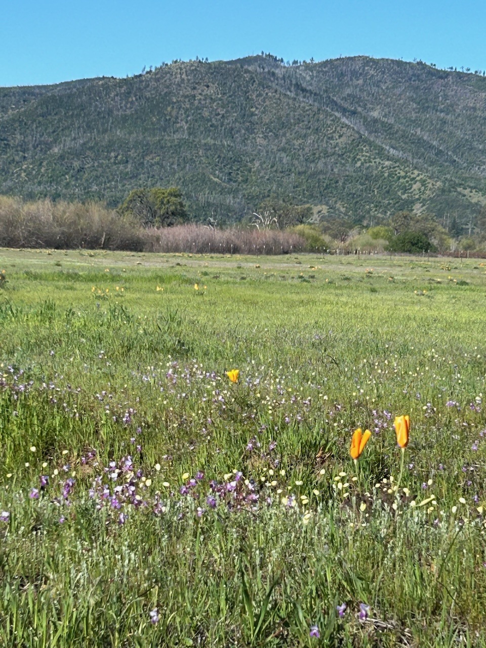 Poppies and wildflowers on the lush green spring land with Lake County hills in the background.