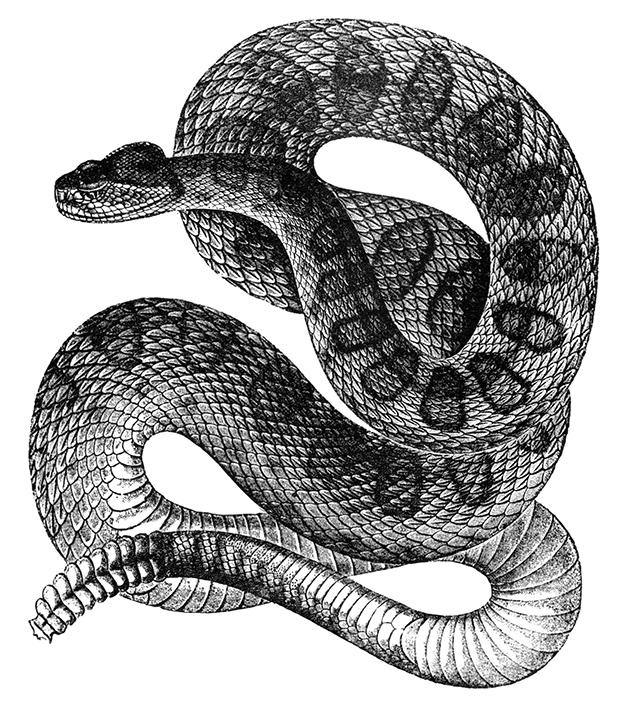 rattle_snake_8295.jpg