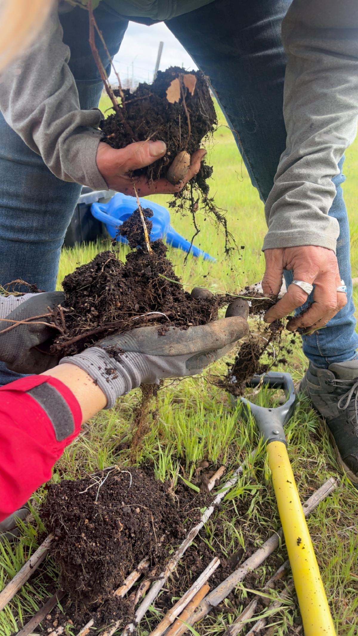 Close up of two people with soil in their hands planting the acorns in the earth.