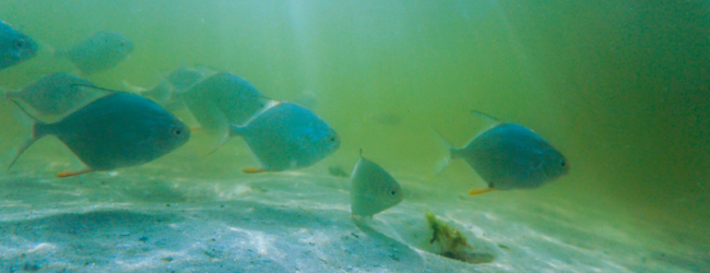 flat, silvery fish swimming underwater