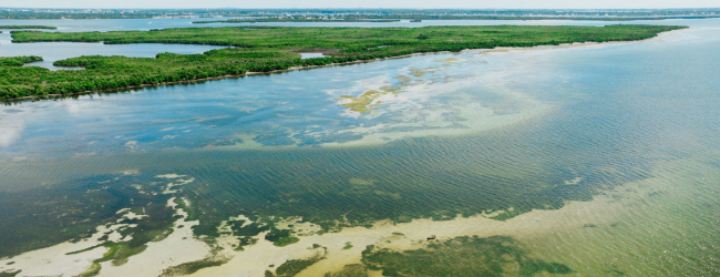 aerial view of mangrove shoreline and underwater seagrass beds with a city in the distance