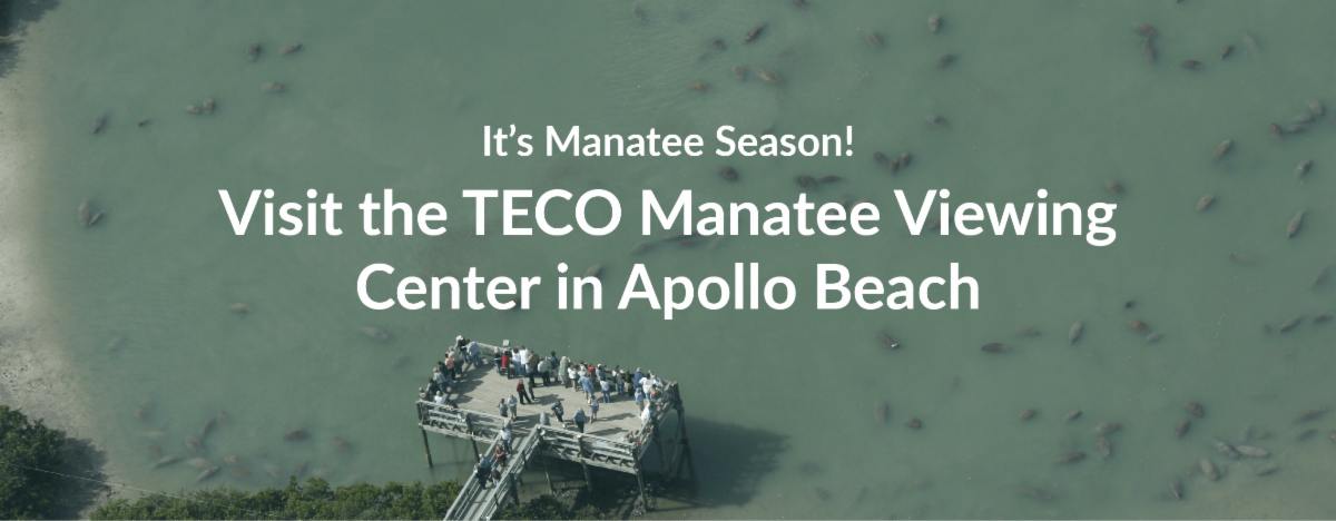 A banner graphic promoting the TECO Manatee Viewing Center. A dock of people look out at the water full of manatees.