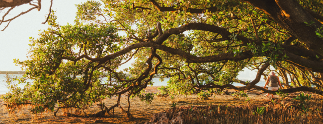 A woman sits on the branch of a large red mangrove tree at the water's edge at sunset