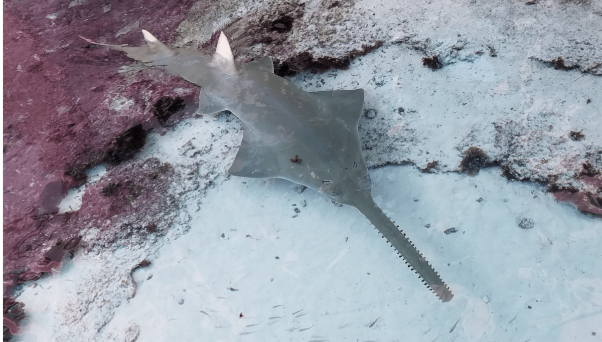 An underwater shot of a smalltooth sawfish.