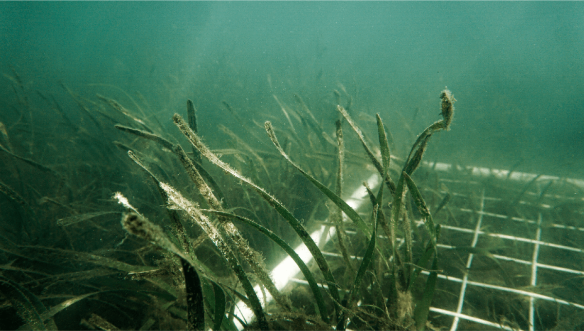 An underwater shot of seagrass. Long blades and sunlight cutting through the water.