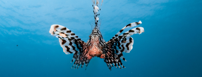 A colorful lionfish looks straight at the camera