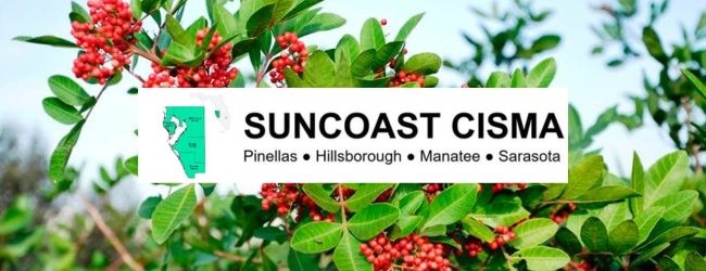 A plant with lush green foliage and clusters of bright red berries with an overlay of the SunCoast CISMA logo
