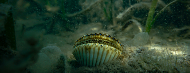 an open scallop sits partially exposed in sand on the seafloor