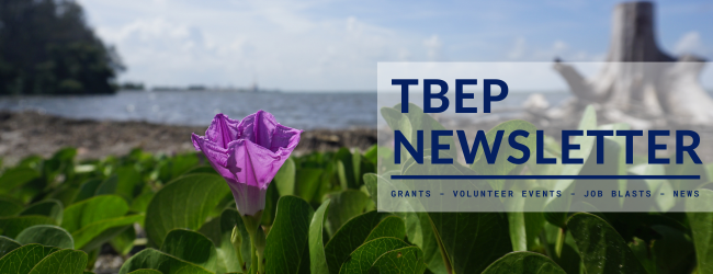 A vine with a purple flower in front of an expanse of water. Text reads, TBEP Newsletter