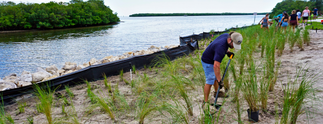A person working in a restoration site creating a living shoreline. There are newly planted plants along the shore, which is reinforced with a black silt fence and rubble.
