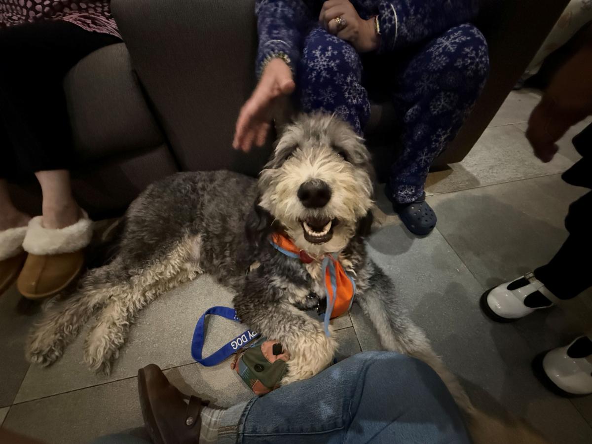 Beto a furry white and gray dog sits on the floor surrounded by peoples feet and hands reaching out to pet him. 