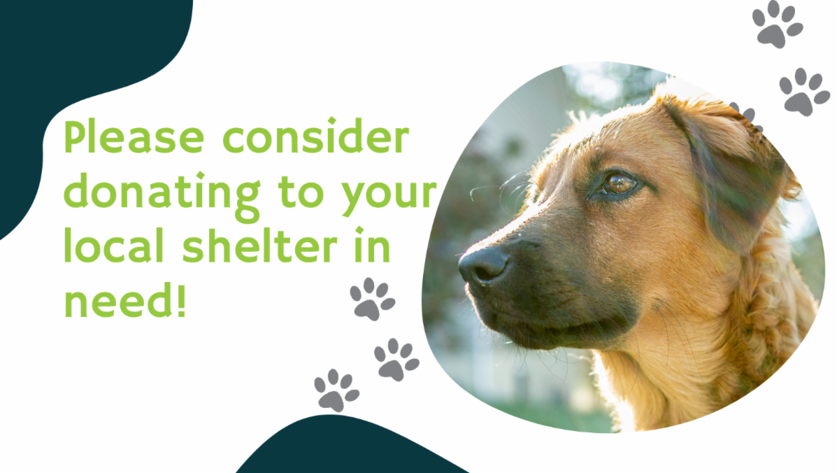 ComNet Connects April Is Animal Cruelty Prevention Month Comnet connects april is animal cruelty prevention month