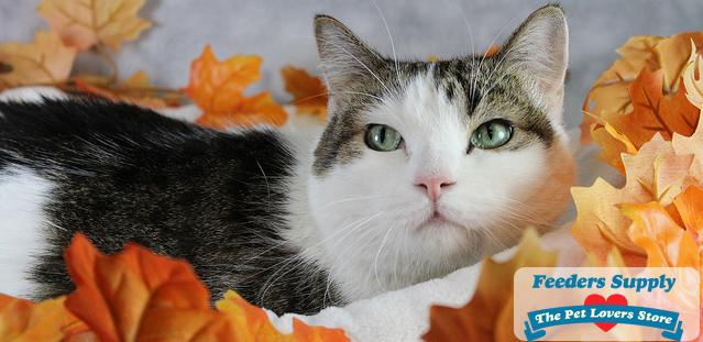 Vincent Survives Starvation And Abandonment 40 For 40 Adoption