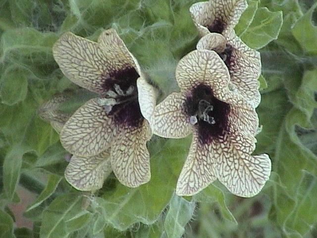 Black henbane flower surrounded by green leaves