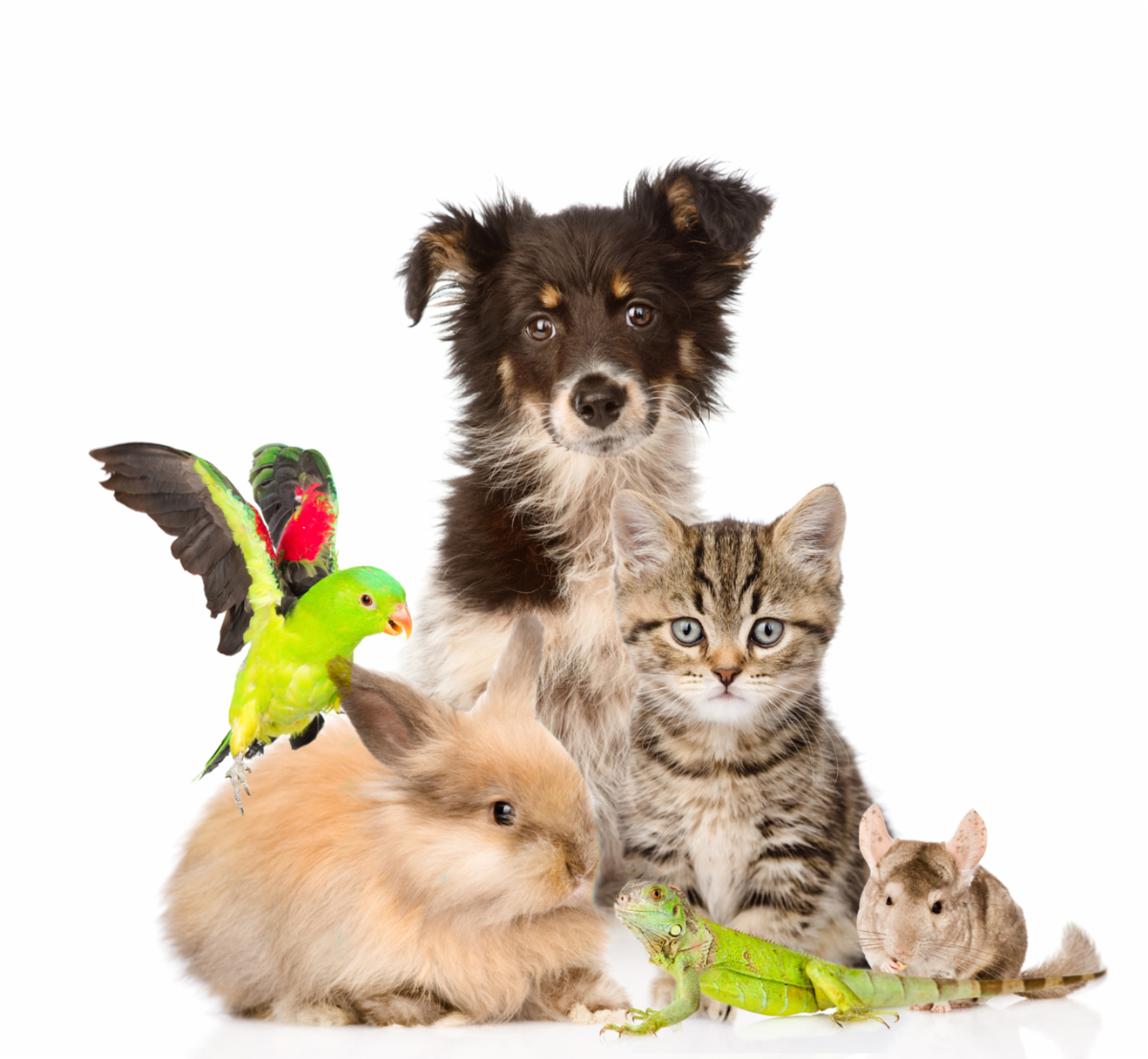 A variety of pet animals