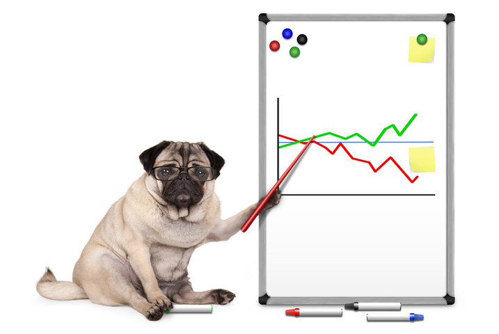 Pug dog pointing at a graph