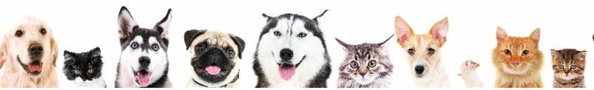 A variety of cats and dogs