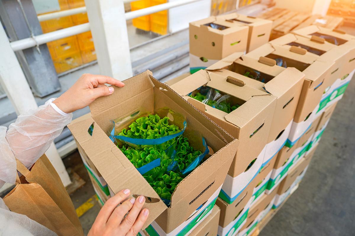 Crates of lettuce for shipment