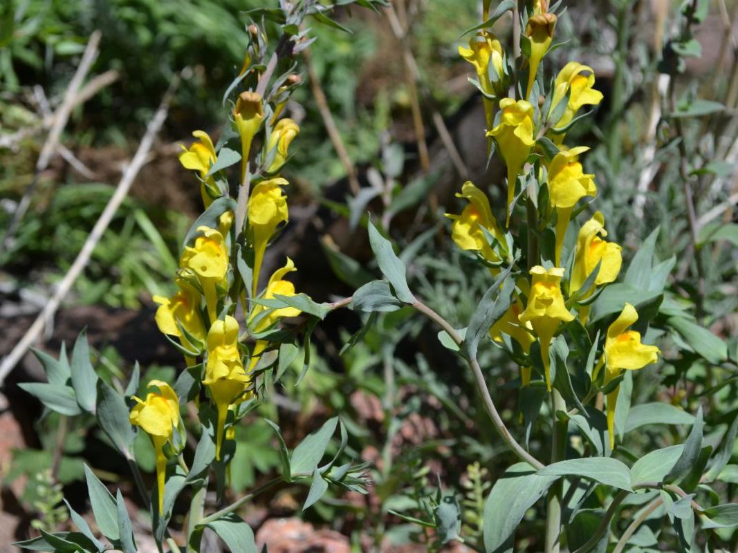 Yellow dalmatian toadflax flowers surrounded by green leaves