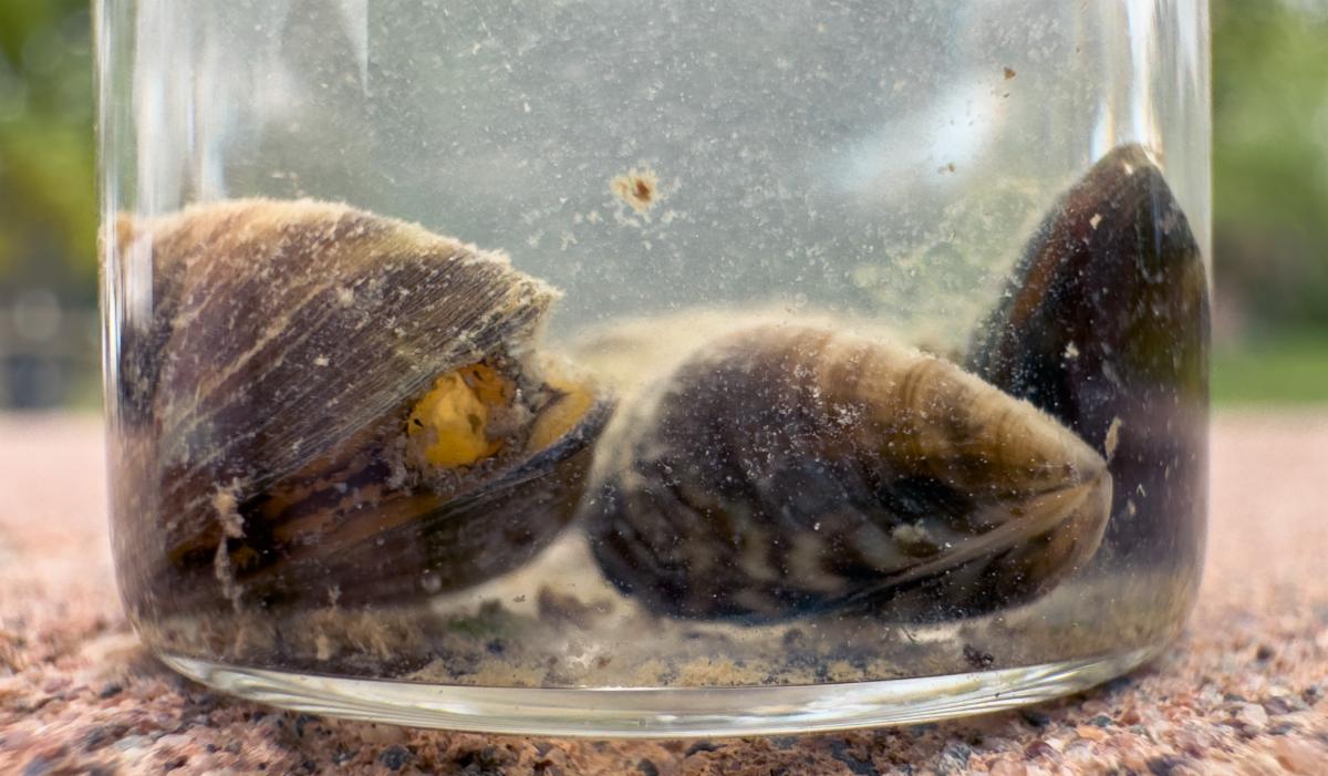 Zebra mussels inside a clear jar