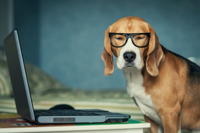 Beagle wearing glasses with a computer
