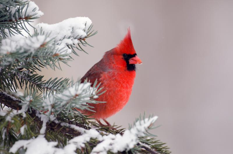 cardinal_perched_trees.jpg