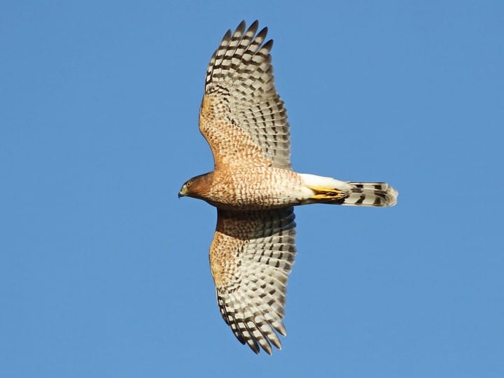 Cooper's Hawk