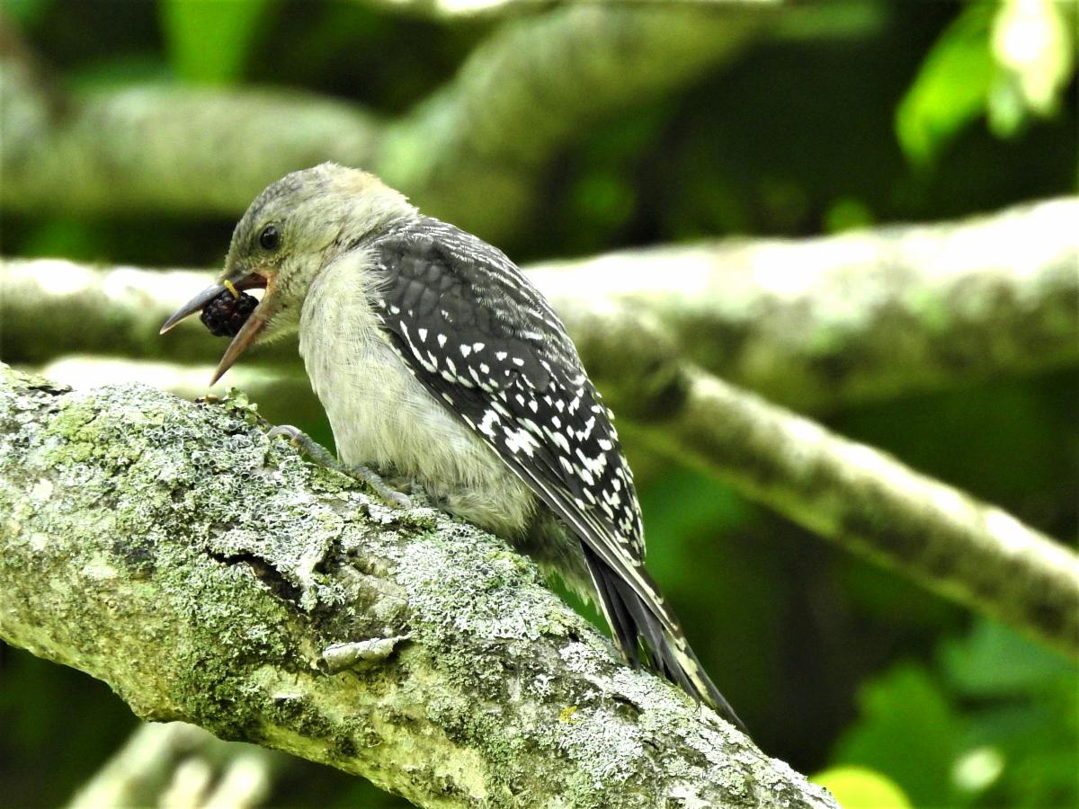 Avalonia_Hunter_Brook_Preserve_Credit_DennisMain