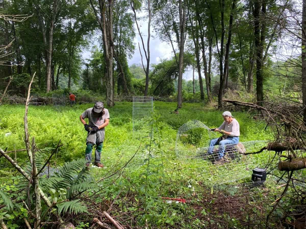 East_Haddam_Land_Trust_ Planting_new_Trees