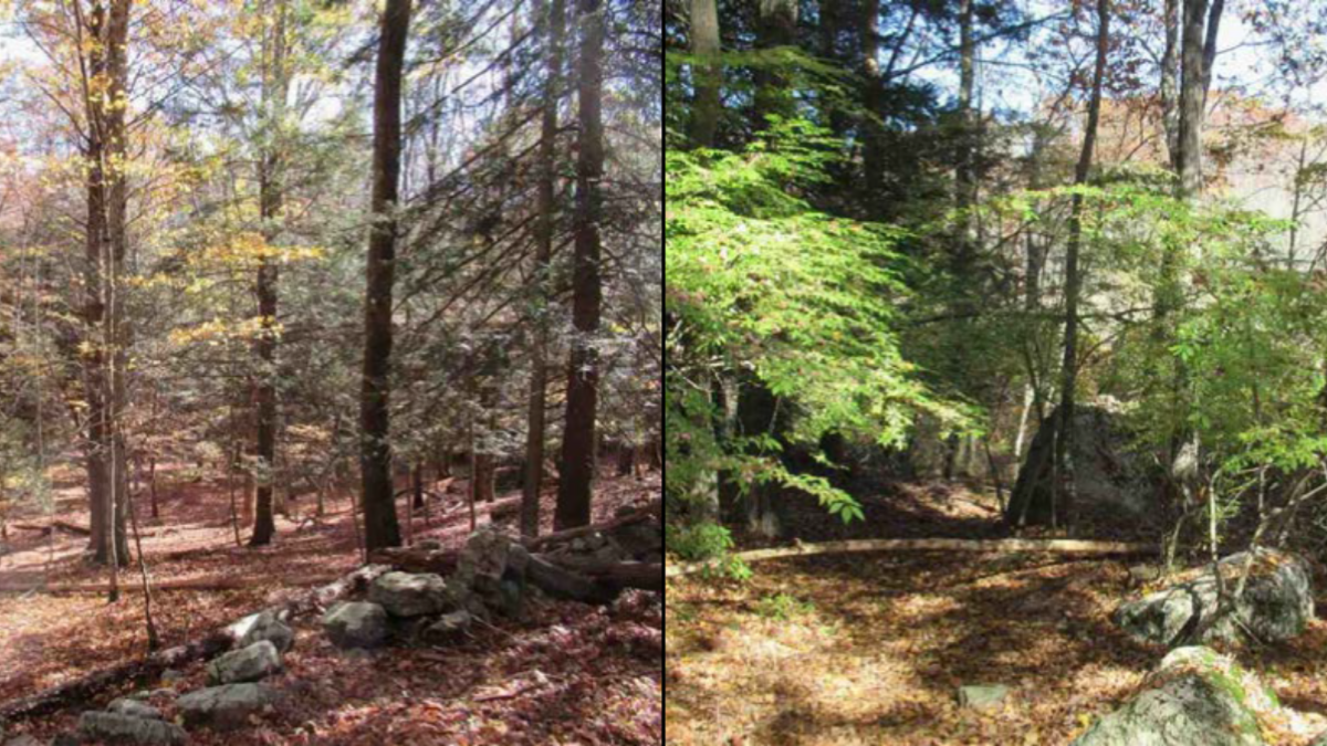 Two photos of Roy Preserve