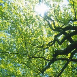 sunny-tree-boughs.jpg