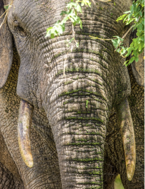 Brian's portrait of a stately bull elephant, with wrinkles and moss on his trunk.