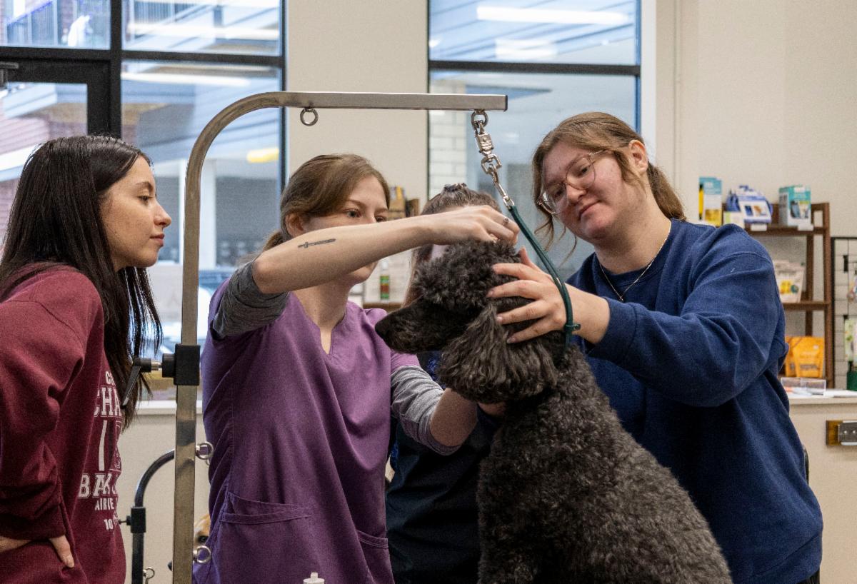 Students Grooming Dog