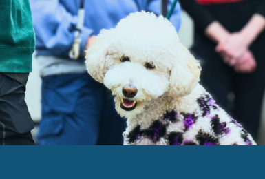 Professional Dog Grooming Certification Program