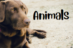 Animals.png