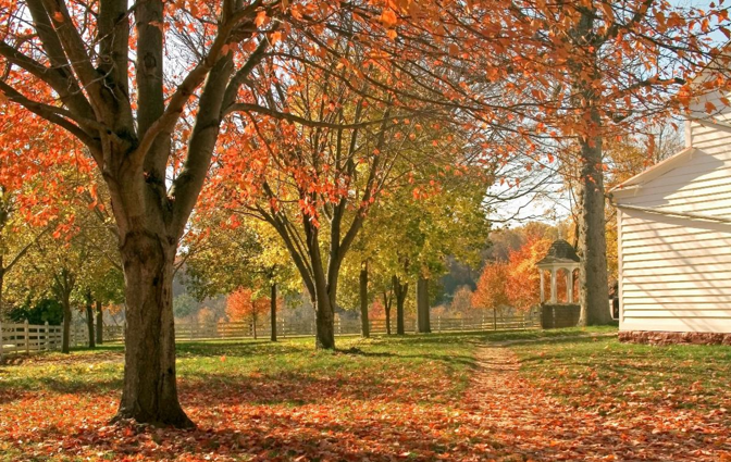 A backyard during fall with leaves changing colors on the trees and littering the ground below.