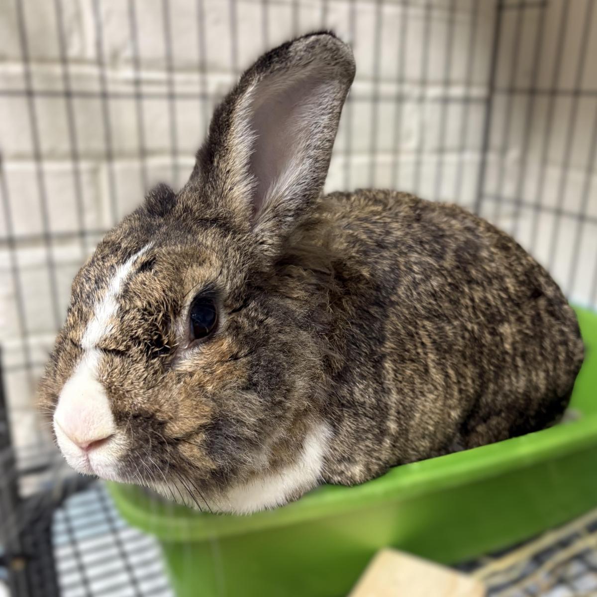 A two-year-old neutered male lionhead rabbit named Benny inside his crate at the County's Animal Control Division's animal shelter.