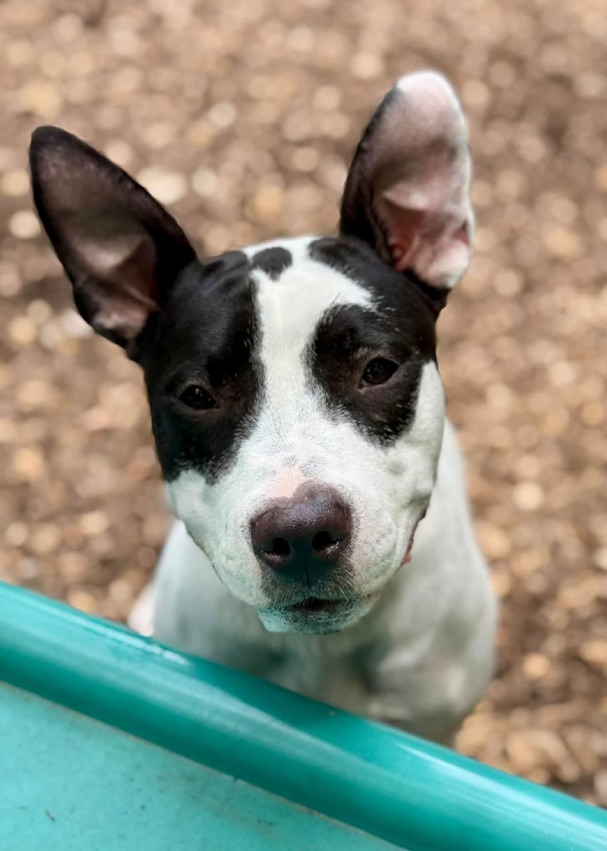 White and black pit bull mix named Tiara outside looking up at the camera.