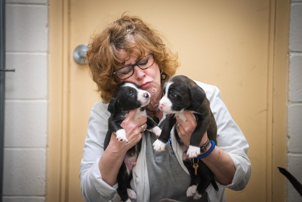 A photo of a person holding two puppies.