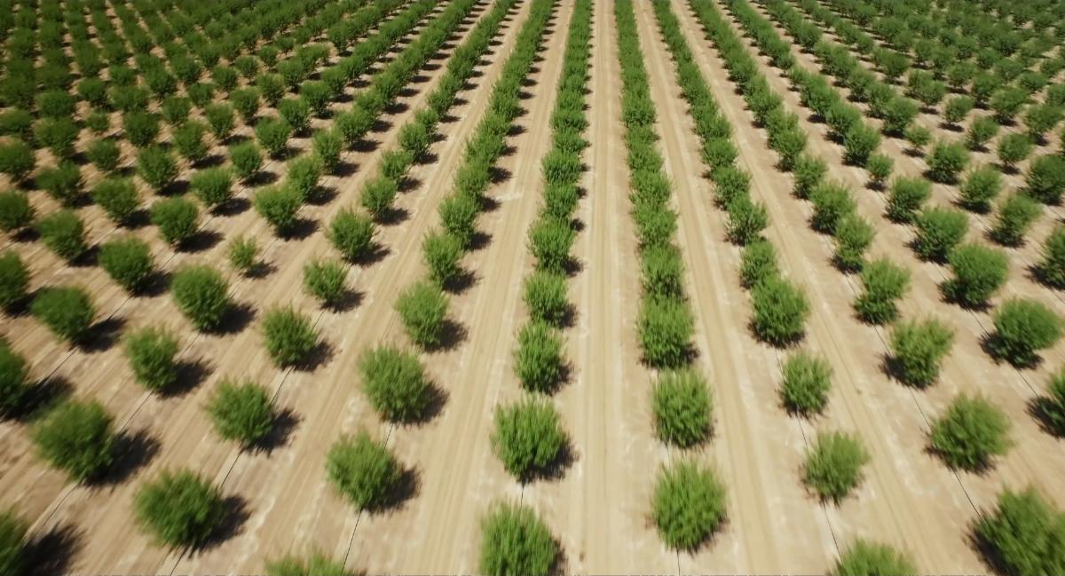 'Pistachio Wars' Uncovers Agriculture Corruption on Digital, VOD Oct. 7