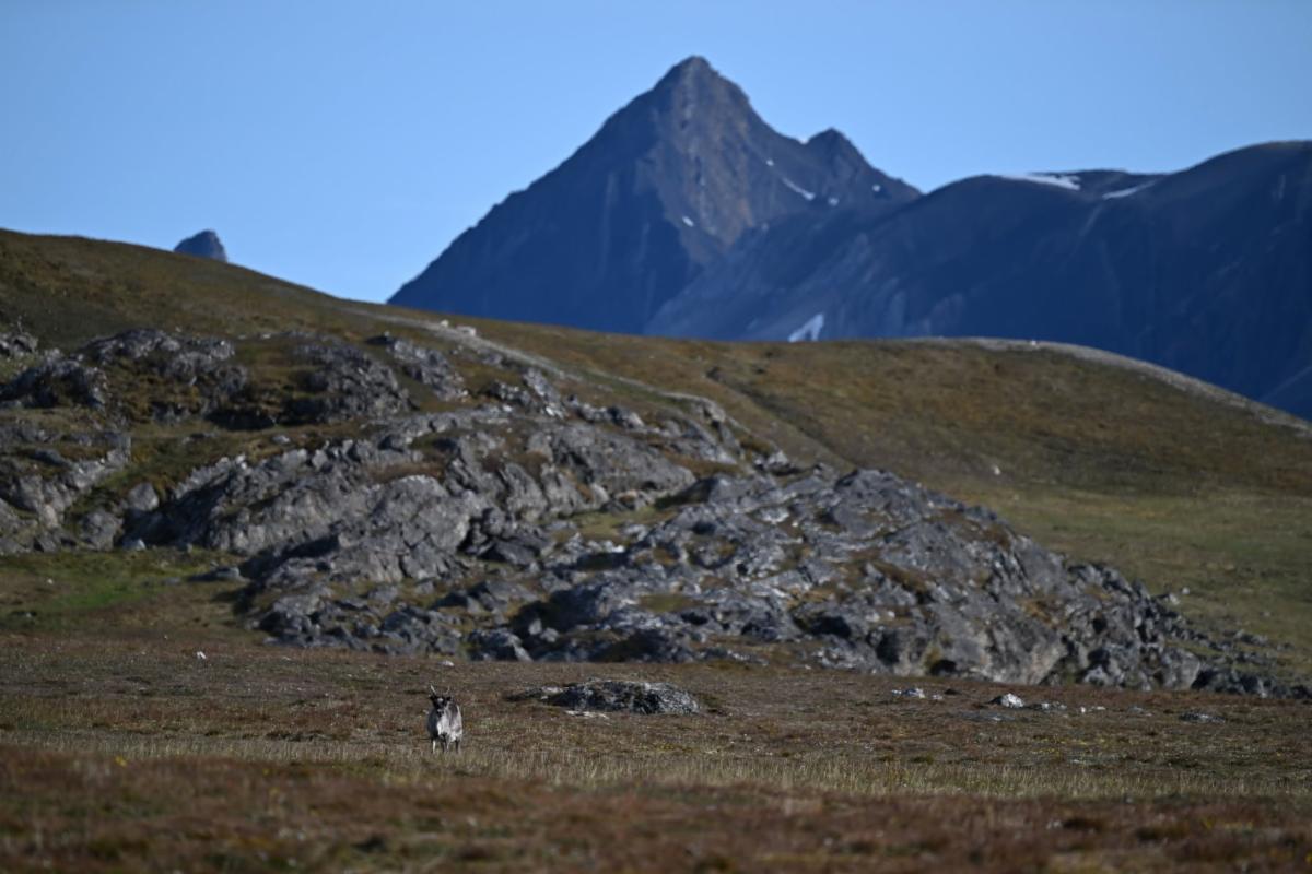 A steppe with a mountain behind in the background