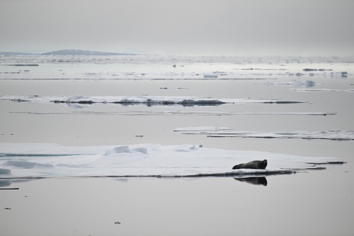 A seal laying on an ice sheet
