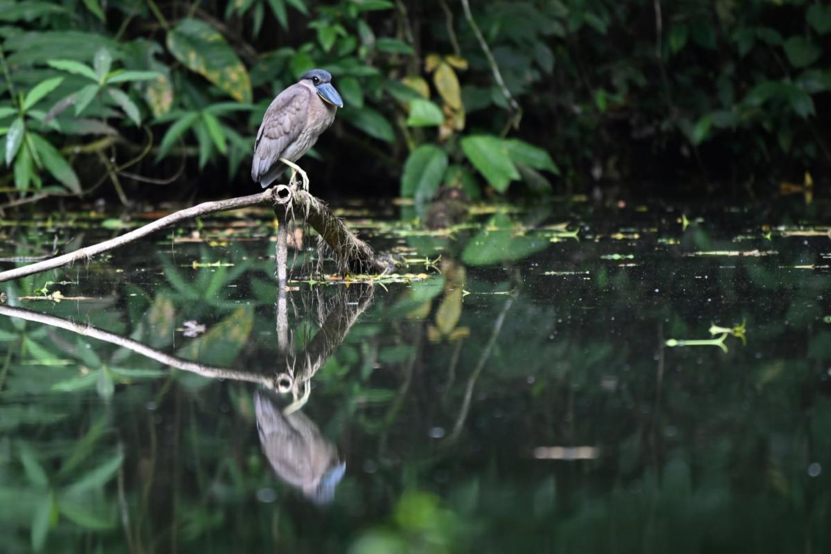 A bird sitting on a branch looking at its own reflection