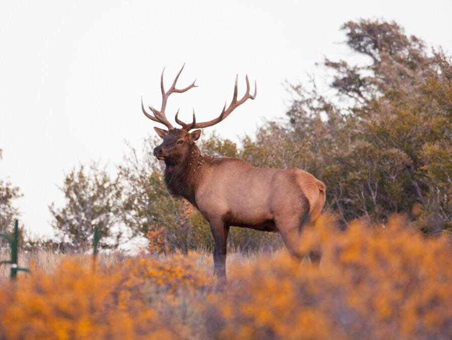 An elk in the wilderness.