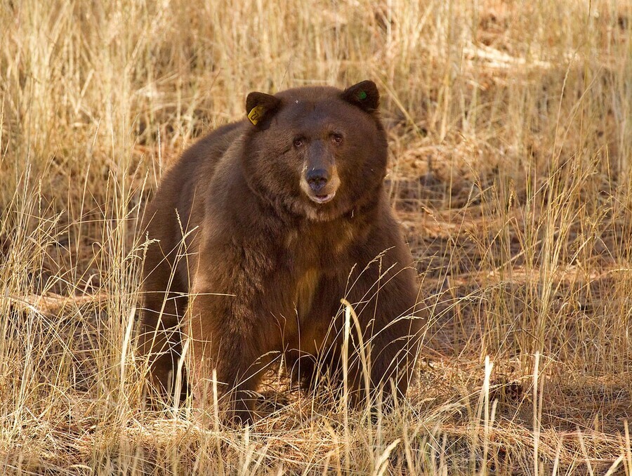 A black bear walking in a dry meadow. 