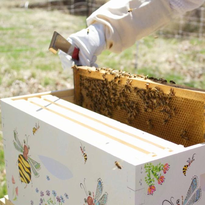 Beekeeper attending to a hive.